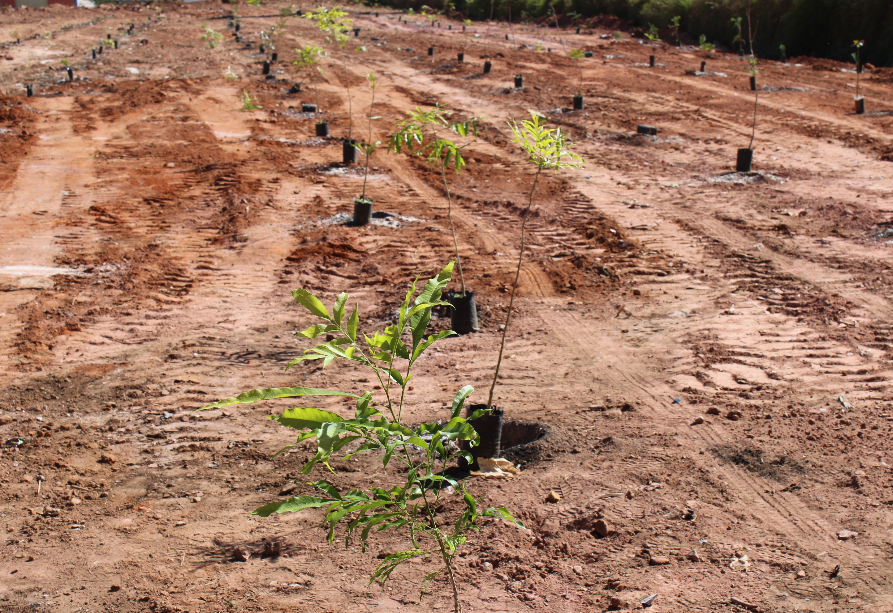 Alunos dos 5º anos das escolas municipais realizam plantio de bosque no futuro Parque Municipal
